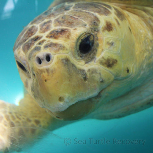 Home | Sea Turtle Recovery