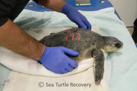 Patients | Sea Turtle Recovery