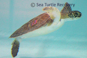 Sea Turtle Recovery 19-013 Little Trav - Green Sea Turtle