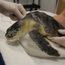 Home | Sea Turtle Recovery