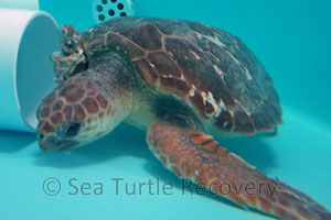 SeaTurtleRecovery-21-002 loggerhead sea turtle patient