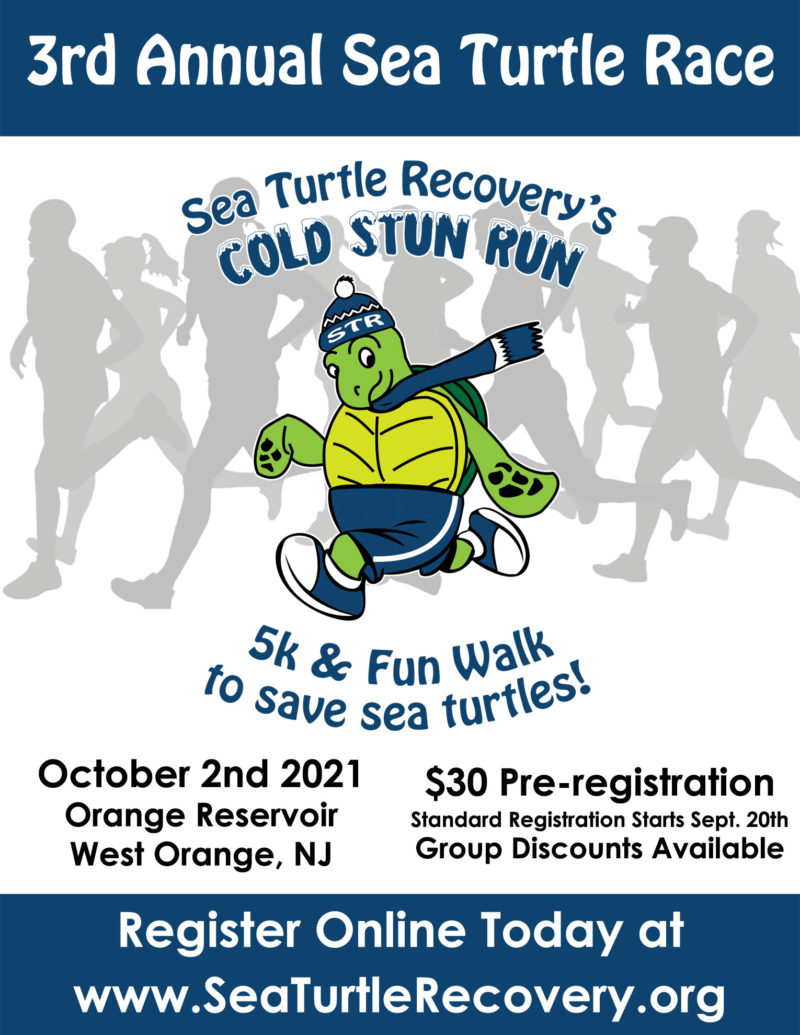 Sea Turtle Race – Cold Stun Run | Sea Turtle Recovery