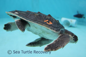 Sea-Turtle-Recovery---21-013
