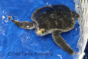 SeaTurtleRecovery--21-004-Princess