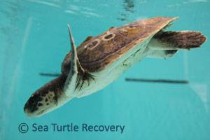 SeaTurtleRecovery--21-008