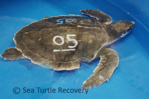 SeaTurtleRecovery-21-005