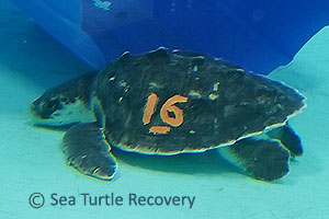 SeaTurtleRecovery-21-016