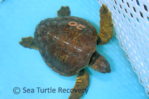 SeaTurtleRecovery-21-020-Petunia