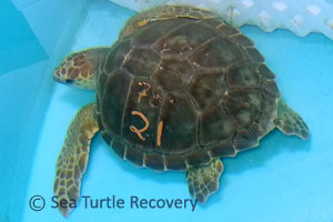 SeaTurtleRecovery-21-021.