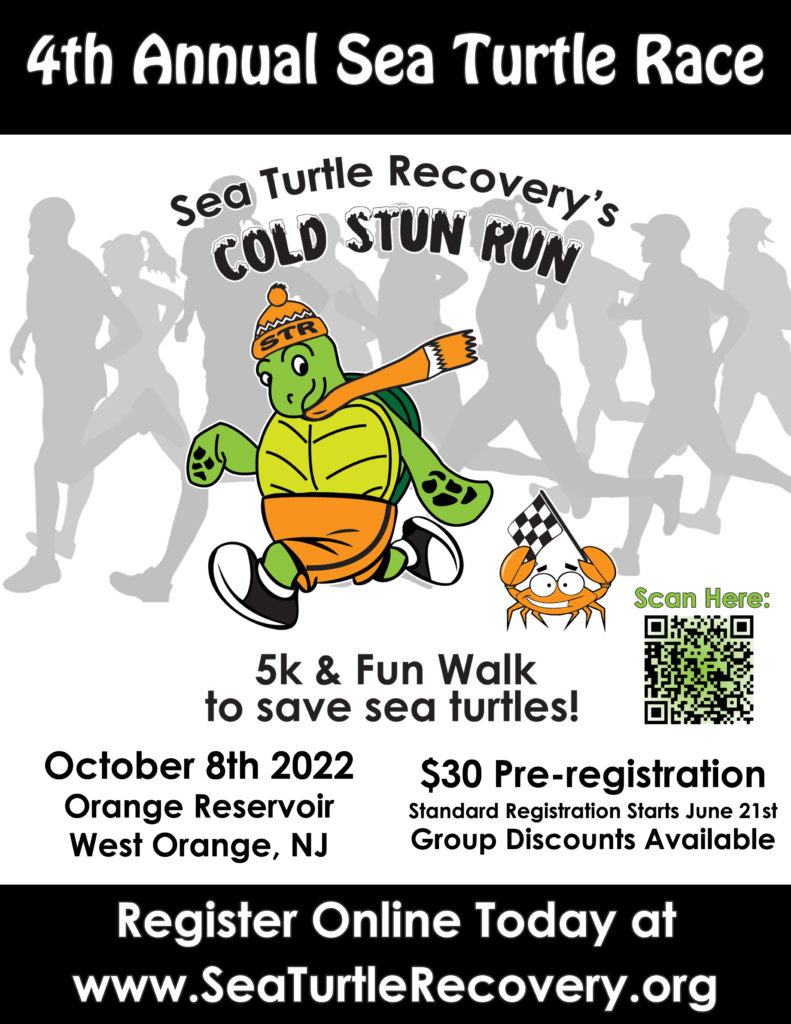 sea turtle recovery sea turtle race cold stun run