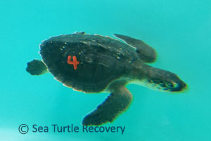 Sea-Turtle-Recovery-22-004-Ginger