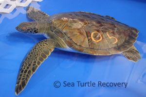 Sea-Turtle-Recovery-22-005 green sea turtle