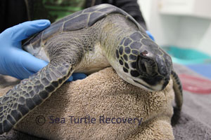 Sea-Turtle-Recovery-22-006 green sea turtle