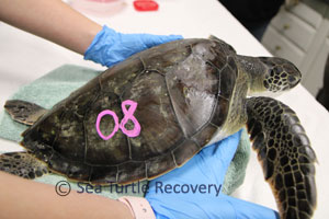 Sea-Turtle-Recovery-22-008 green sea turtle