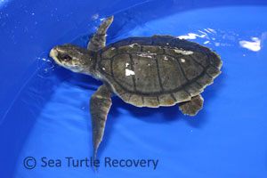 Sea-Turtle-Recovery-22-010