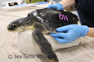 Sea-Turtle-Recovery-22-011