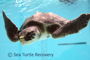 Sea-Turtle-Recovery-22-012