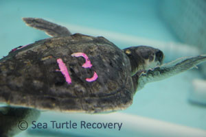 Sea-Turtle-Recovery-22-013