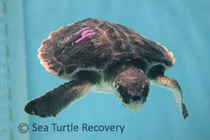 Sea-Turtle-Recovery-22-014