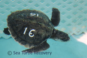 Sea-Turtle-Recovery-22-016