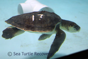 Sea-Turtle-Recovery-22-017