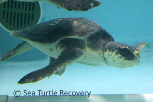 Sea-Turtle-Recovery-22-018