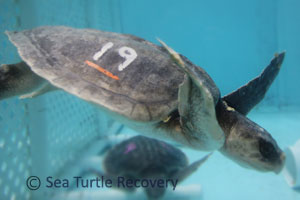 Sea-Turtle-Recovery-22-019