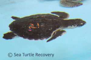 Sea-Turtle-Recovery-22-021