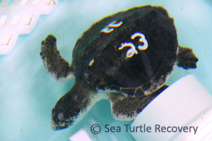 Sea-Turtle-Recovery-22-023
