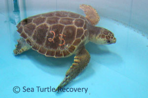 Sea-Turtle-Recovery-22-025