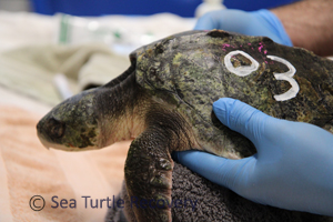 Sea Turtle Recovery 23-003 Kemp's ridley