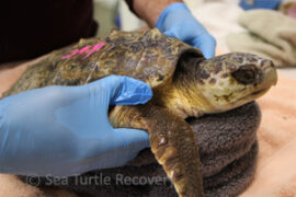 Patients | Sea Turtle Recovery