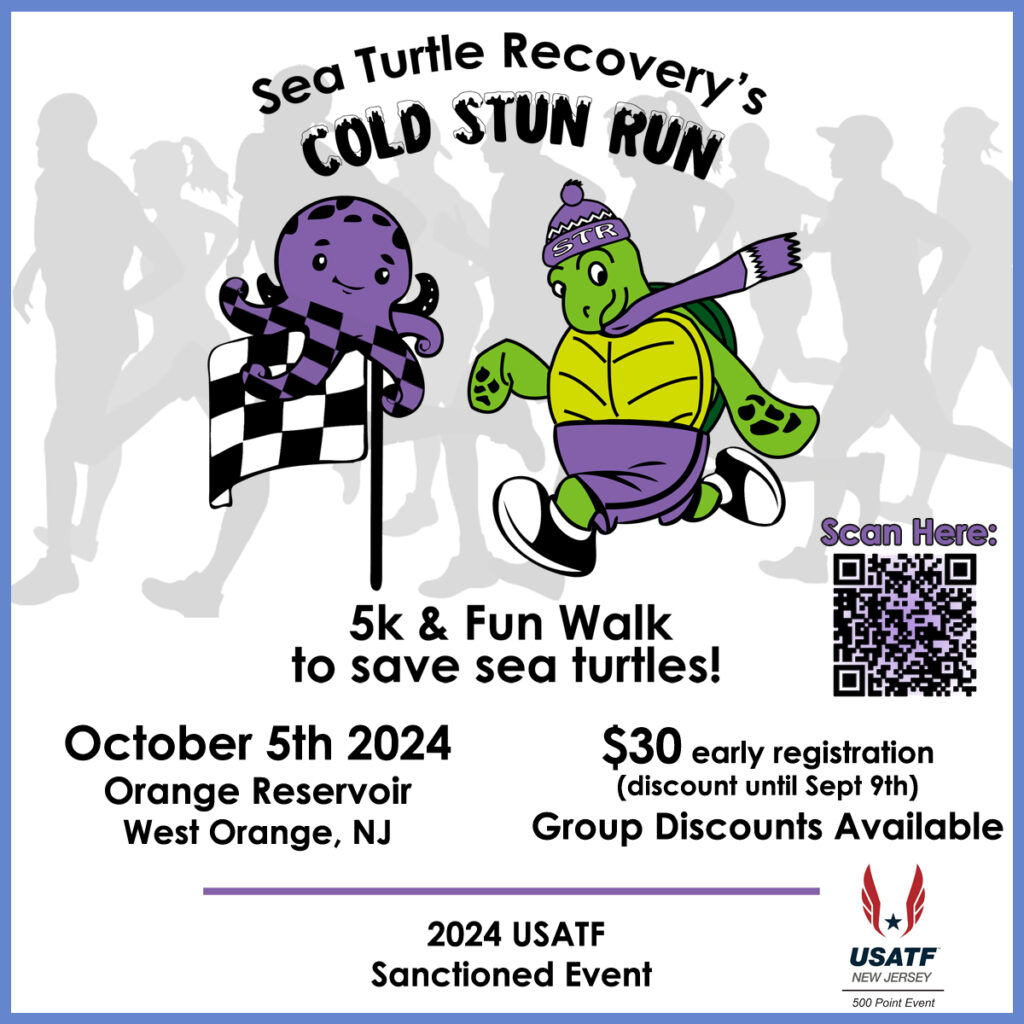 2024 Sea Turtle Race Cold Stun Run 5k fun walk for sea turtle recovery nj