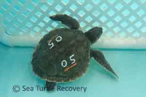 Sea-Turtle-Recovery-25-005