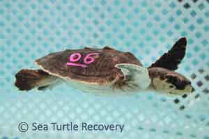 Sea-Turtle-Recovery-25-006