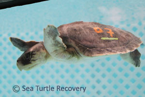 Sea-Turtle-Recovery-25-007