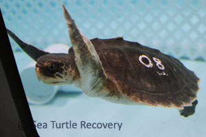 Sea-Turtle-Recovery-25-008
