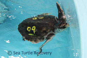 Sea-Turtle-Recovery-25-009
