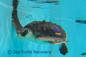 Sea-Turtle-Recovery-25-010