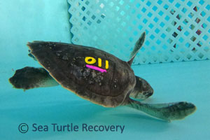 Sea-Turtle-Recovery-25-011