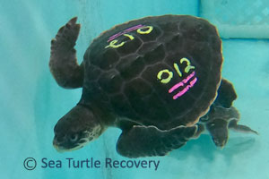Sea-Turtle-Recovery-25-012