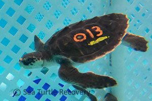 Sea-Turtle-Recovery-25-013