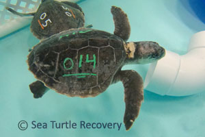 Sea-Turtle-Recovery-25-014