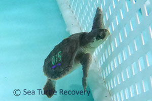 Sea-Turtle-Recovery-25-015