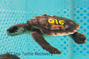 Sea-Turtle-Recovery-25-016