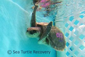 Sea-Turtle-Recovery-25-017-Mary-Sue