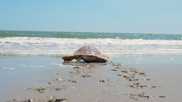 Video: saving sea turtles : they never give up